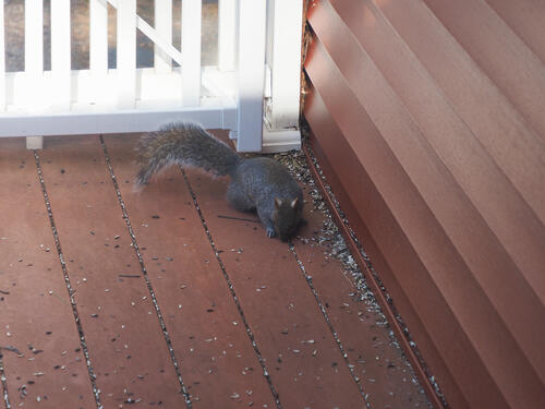 Squirrel #2