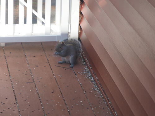 Squirrel #3