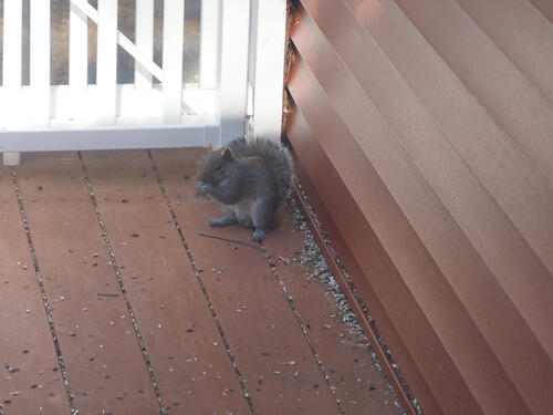 Squirrel #4