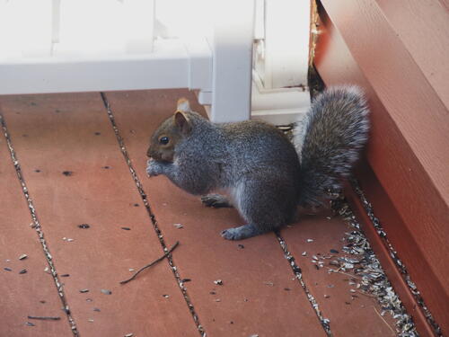 Squirrel #5