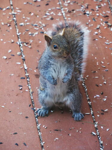 Thanks for the bird seed