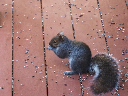Squirrel #8