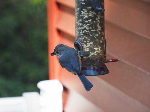 Titmouse at the feeder #6