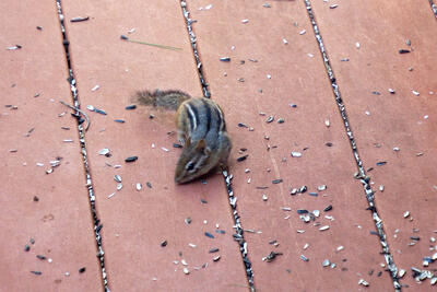 Chipmunk #2