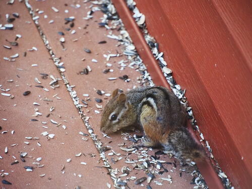 Chipmunk #3