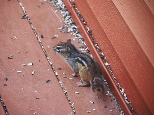 Chipmunk #4