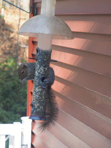 Squirrel at the feeder #2