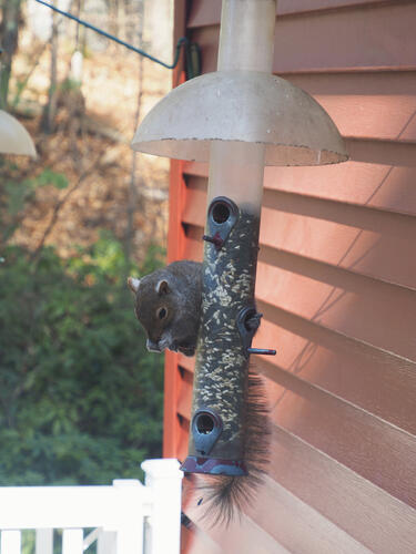 Squirrel at the feeder #3