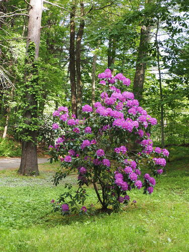 Rhododendron #3
