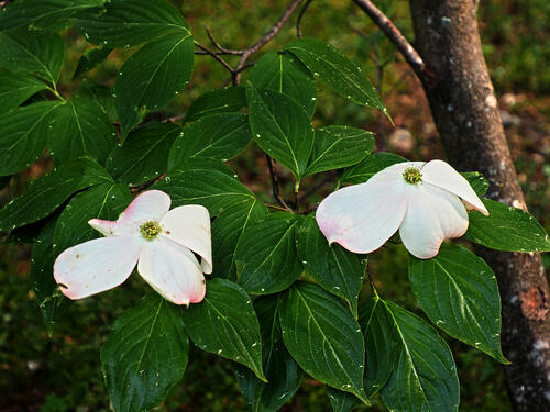 Dogwood