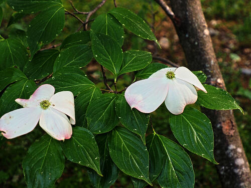 Dogwood #2