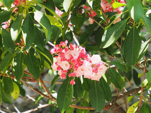 Mountain Laurel #5