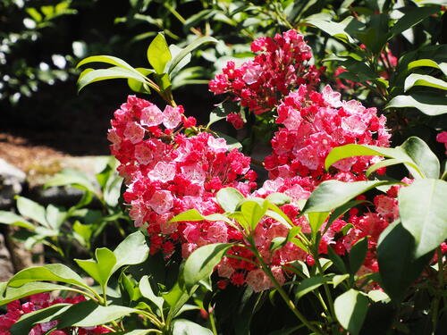 Mountain Laurel #6