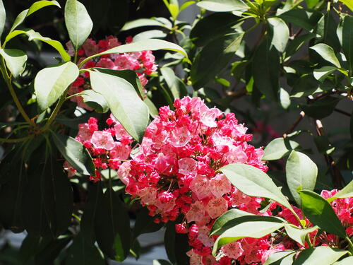 Mountain Laurel #7