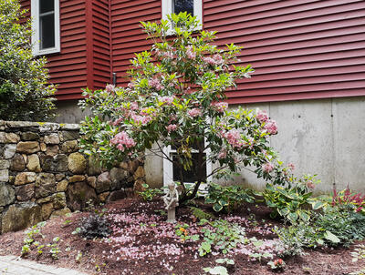 Mountain Laurel with fallen petals #2