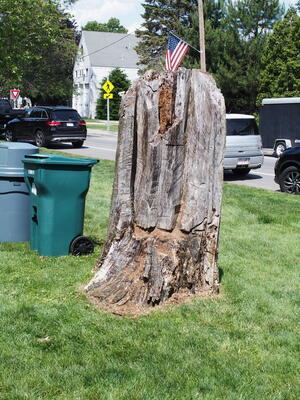 Tree stump #2