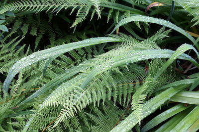 Leaves with raindrops