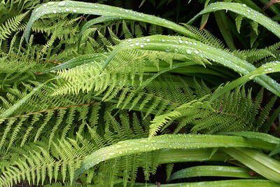 Leaves with raindrops #2
