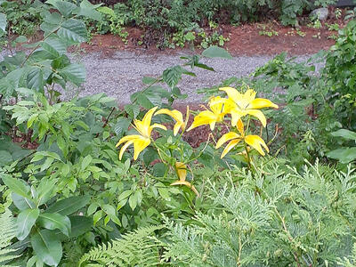 Yellow lily
