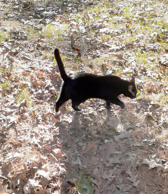 Nightwind on the prowl