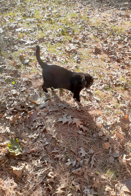 Nightwind on the prowl #2