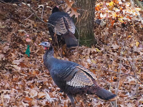 Wild turkeys