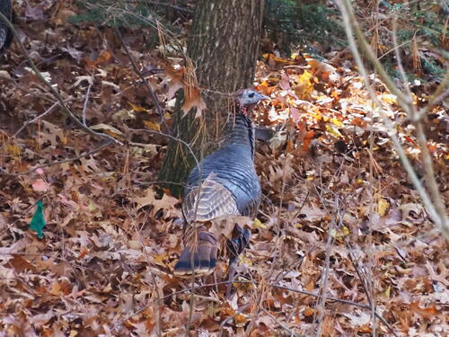 Wild turkey
