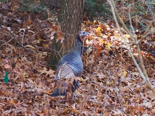Wild turkey #2