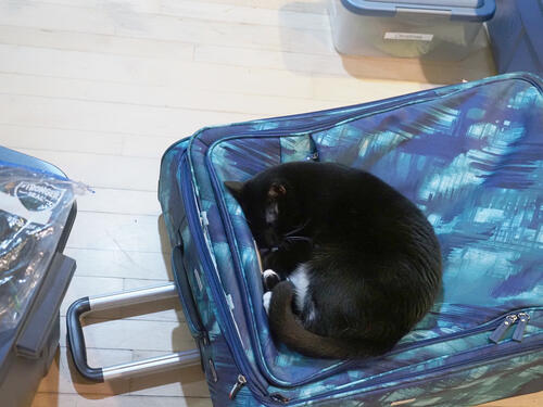 Sleeping Nightwind #2