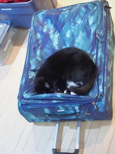 Sleeping Nightwind #3