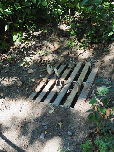 Skeletons at Roger Williams Zoo #2