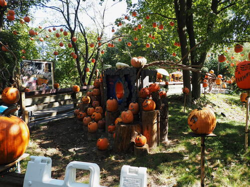 Pumpkins at Roger Williams Zoo #7