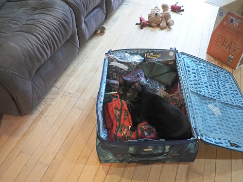 Nightwind thinks she is a Christmas ornament.