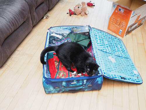 Nightwind thinks she is a Christmas ornament. #2