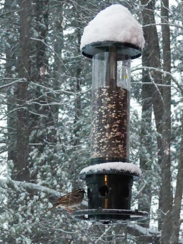 Bird at the feeder