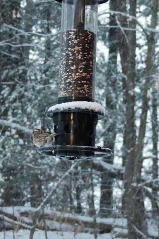 Bird at the feeder #3