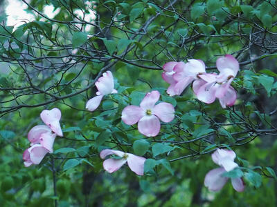Lizzie's dogwood tree #2