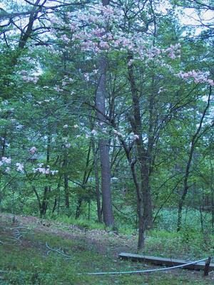 Lizzie's dogwood tree #3