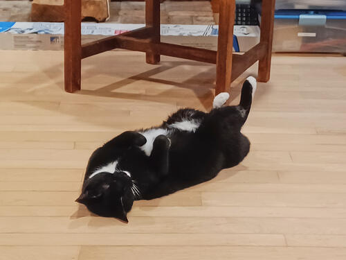 Nightwind sleeping #2