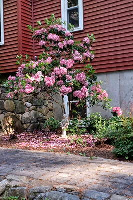 Mountain Laurel