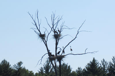 Herons on route 2 #2