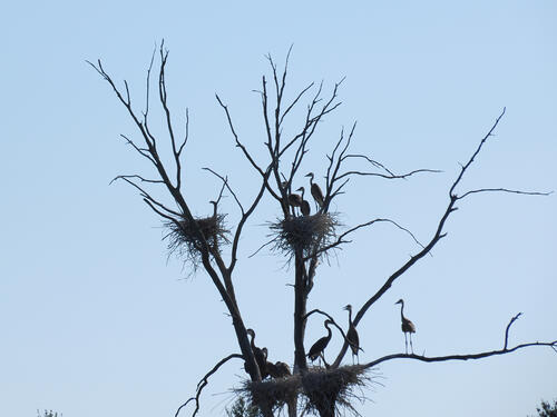 Herons on route 2 #3