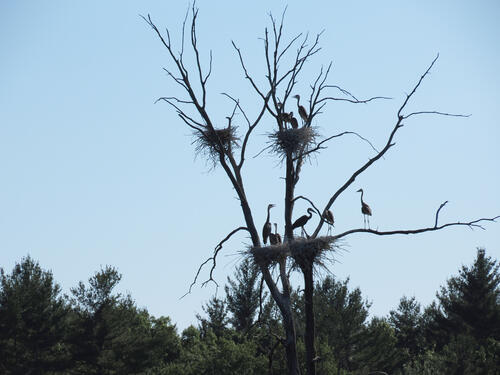 Herons on route 2 #11