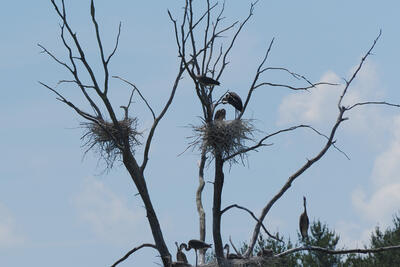 Herons on route 2 #4