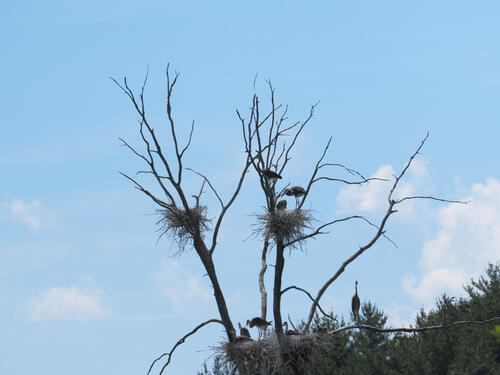 Herons on route 2 #5