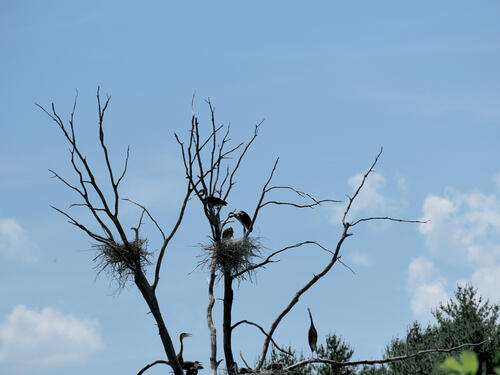 Herons on route 2 #6