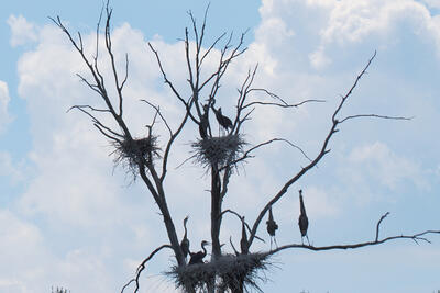 Herons on route 2 #7