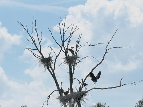 Herons on route 2 #9