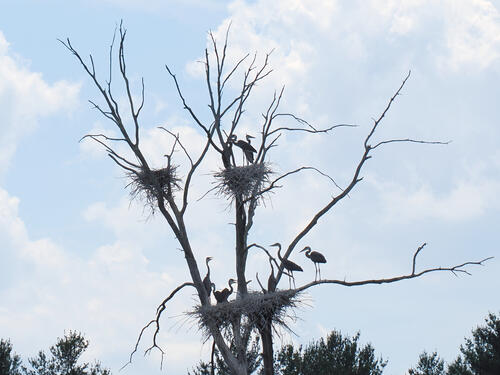 Herons on route 2 #10