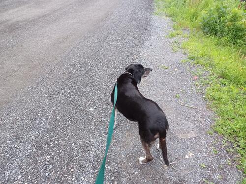 Waiting for the train to go by